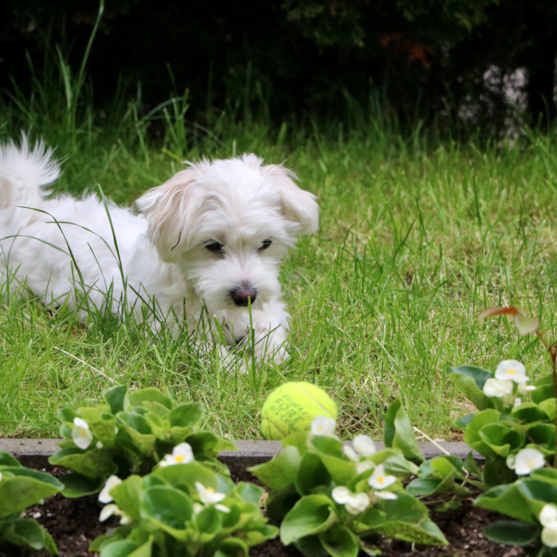 Maltese Puppies For Sale - Lone Star Pups